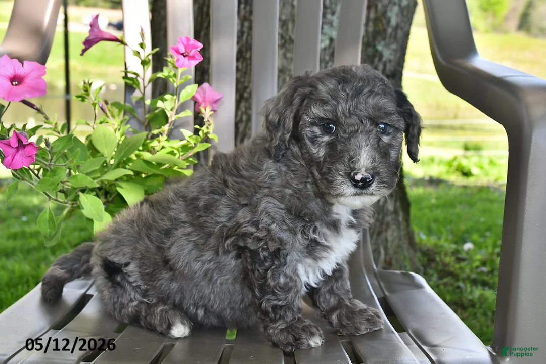 Goldendoodle dogs for sale: Ollie - Ad 2