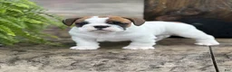 English Bulldog dogs for sale: Kiki - Ad 2