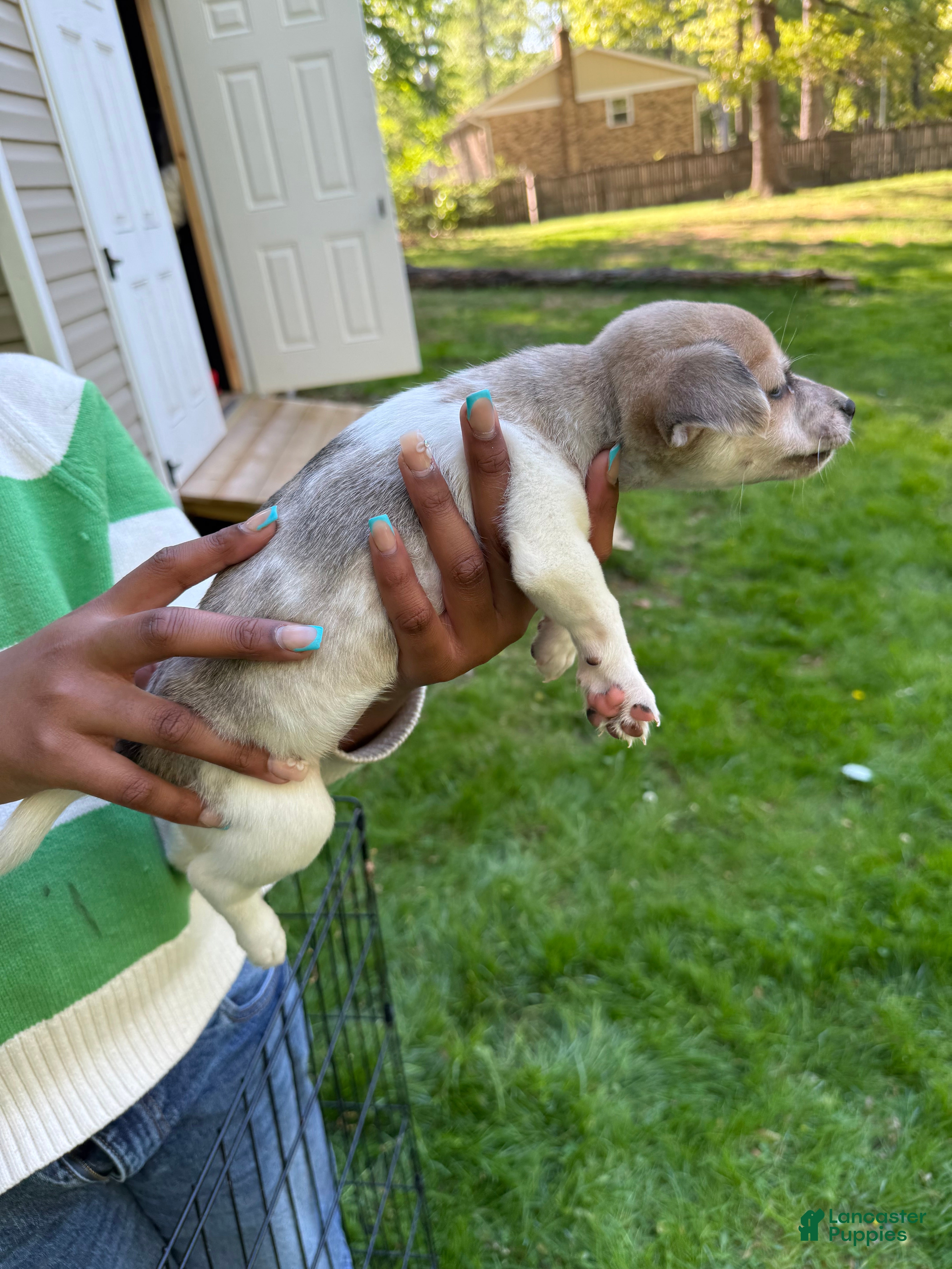 Pomchi dogs Pomchi Puppy 4 - Ad 4