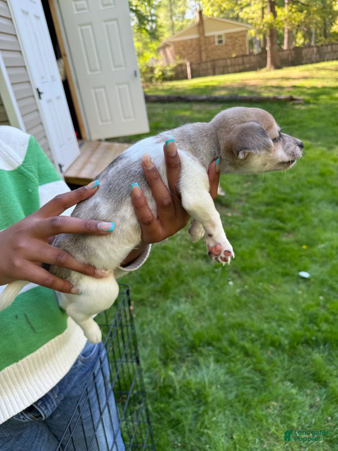 Pomchi dogs for sale: Pomchi Puppy 4 - Ad 1