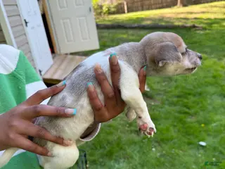 Pomchi dogs Pomchi Puppy 4 - Ad 4