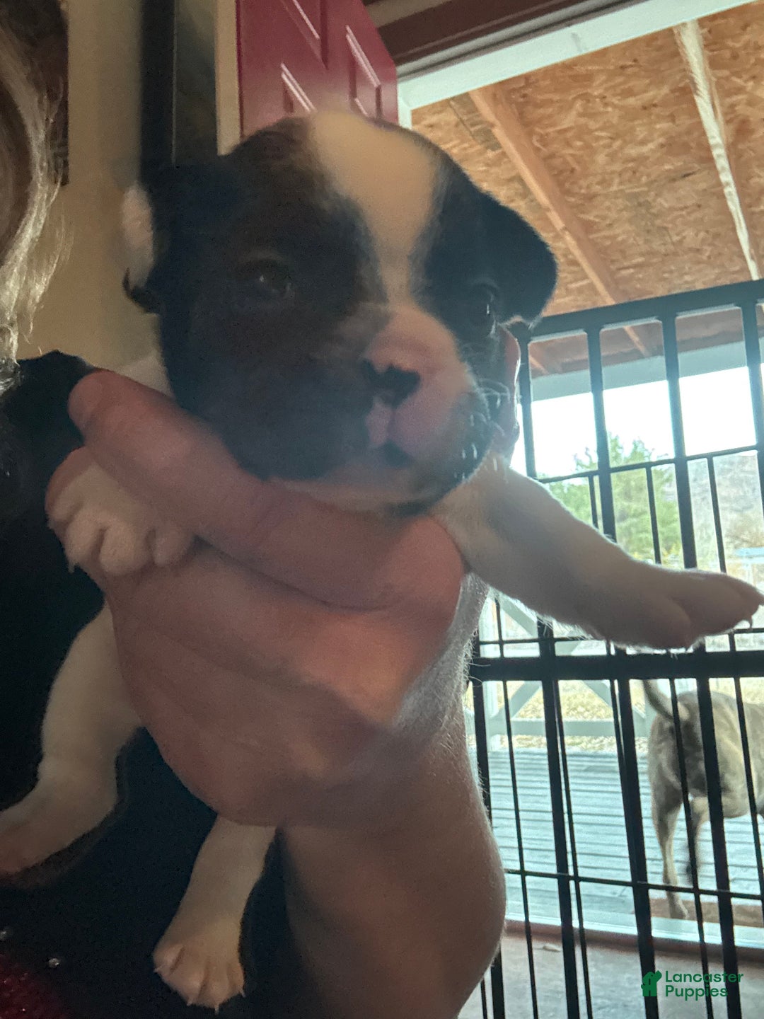 French Bulldog dogs for sale: Cow - Ad 3