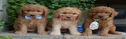 Mini Goldendoodle dogs for sale: Mini Ginger - Ad 18