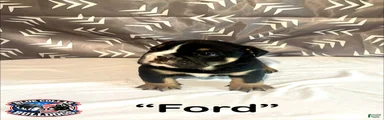 English Bulldog Puppy - Ford