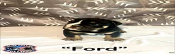 English Bulldog dogs for sale: English Bulldog Puppy - Ford - Ad 1
