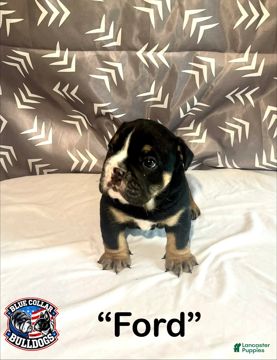 English Bulldog dogs for sale: English Bulldog Puppy - Ford - Ad 1