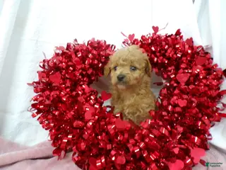 Goldendoodle dogs Bailey - Ad 12