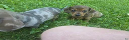 Miniature Dachshund dogs for sale: Julie - Ad 3