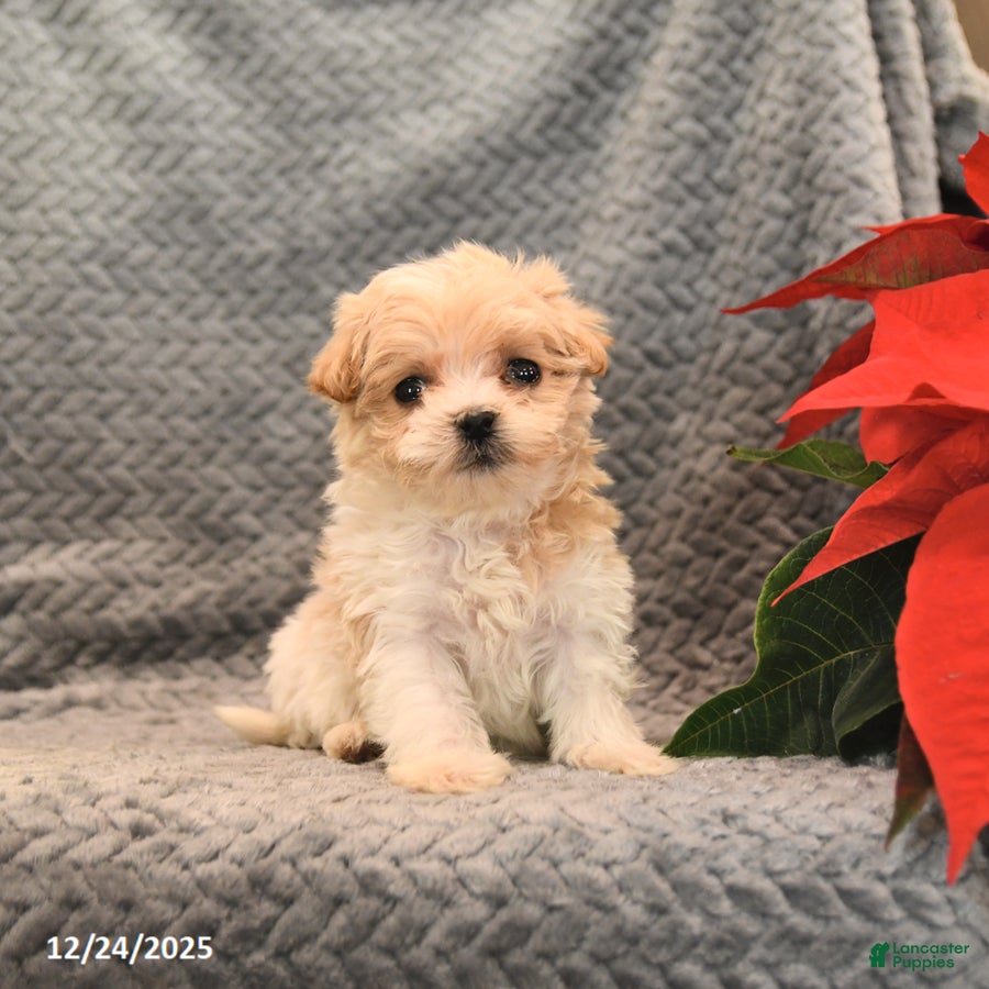 Maltipoo dogs Starburst - Ad 30