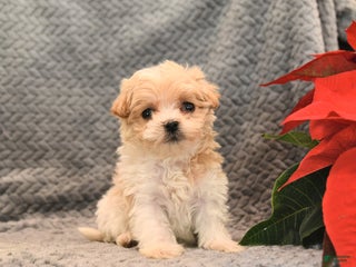 Maltipoo dogs Starburst - Ad 30