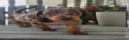 Dachshund dogs for sale: Buster - Ad 3