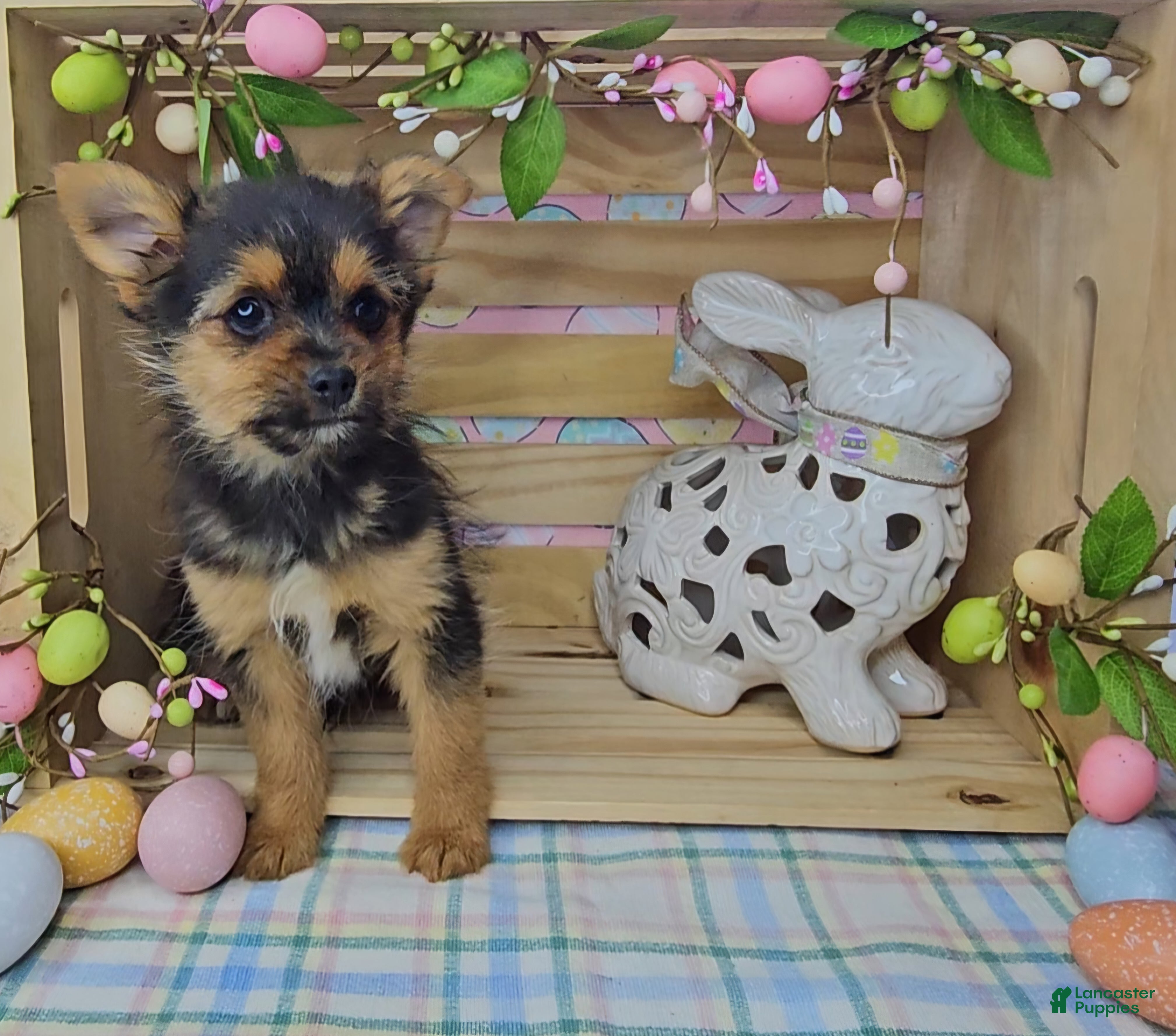 Mixed Breed dogs Louis - Ad 1