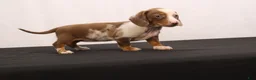 Dachshund dogs for sale: Polly - Ad 9