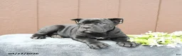 Cane Corso dogs for sale: Blake - Ad 3
