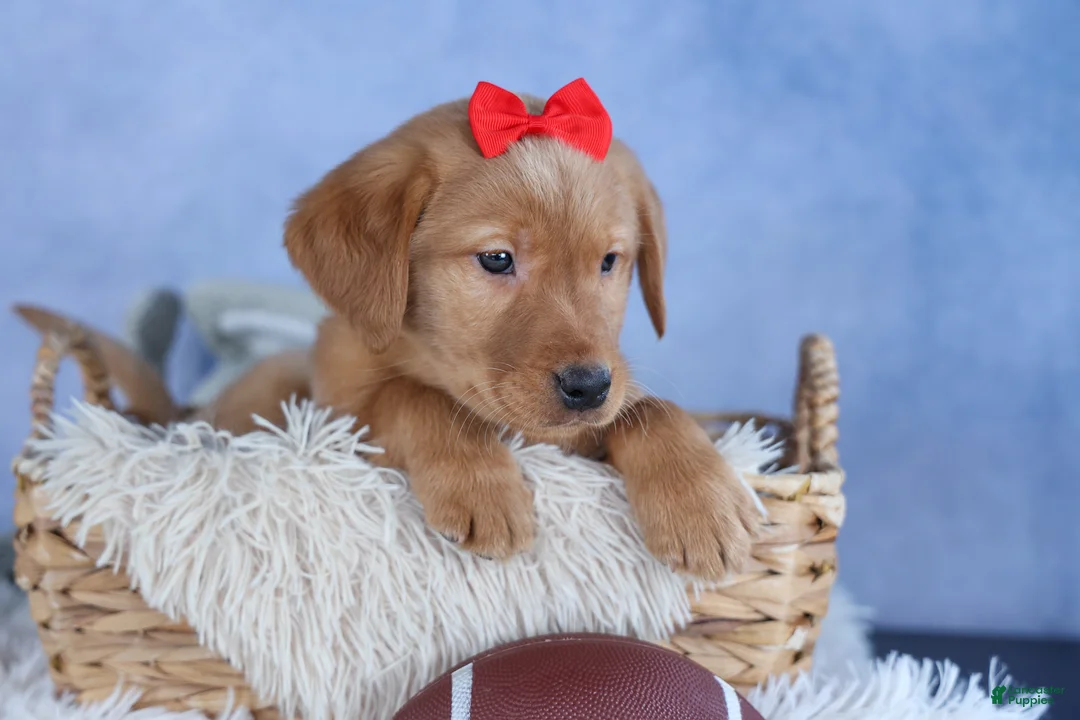 Labrador Retriever dogs for sale: DUKE - Ad 1