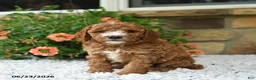 Cavapoo dogs for sale: Wesley - Ad 5