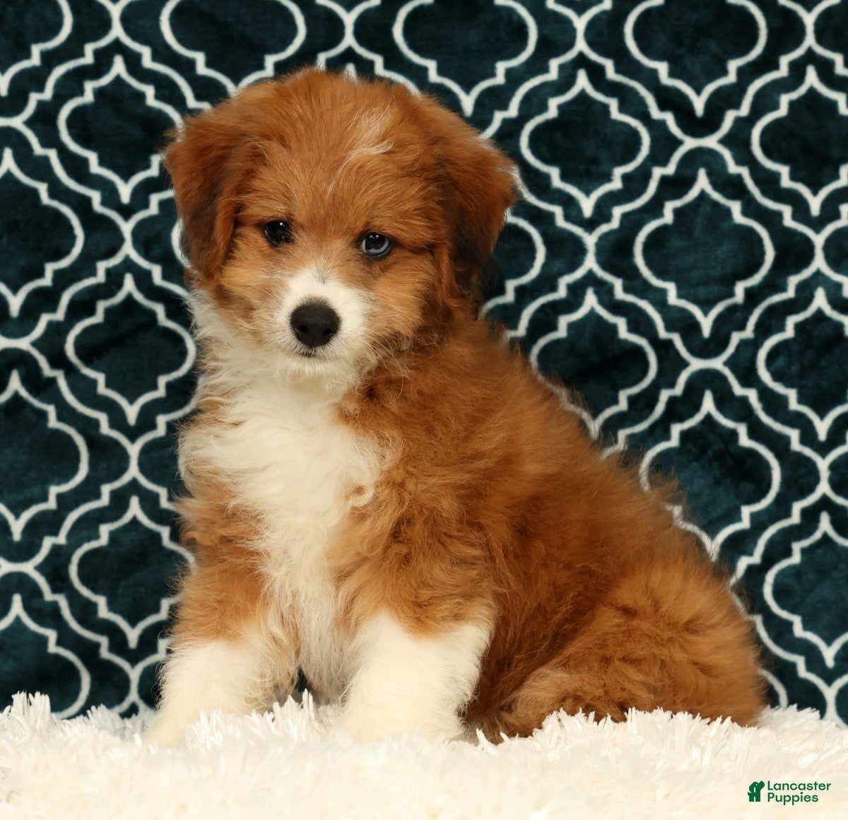 Mini Aussiedoodle dogs Myron - Ad 1