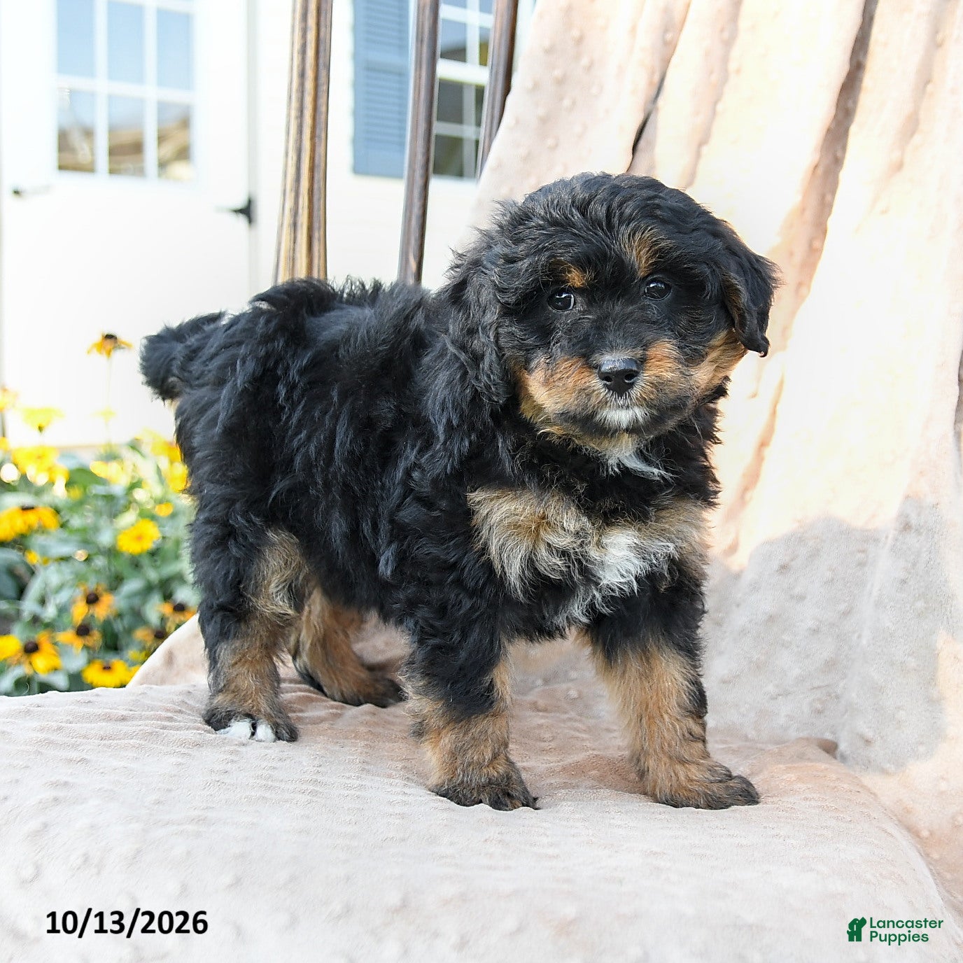 Mini Bernedoodle dogs Paisley - Ad 1