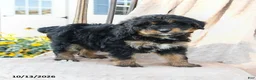 Mini Bernedoodle dogs for sale: Paisley - Ad 1