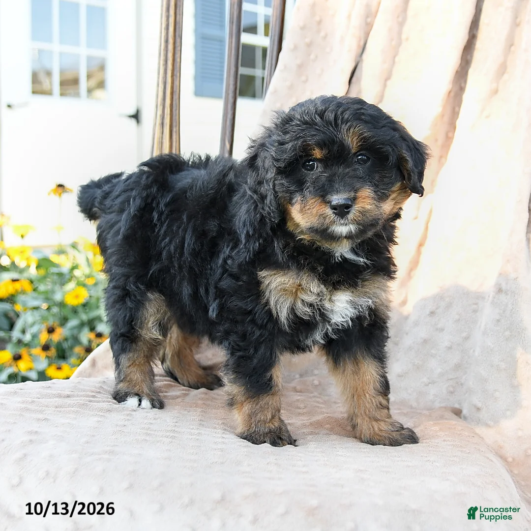 Mini Bernedoodle dogs for sale: Paisley - Ad 1