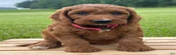 Irish Doodle dogs for sale: Oakley - Ad 5