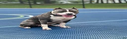 American Bully dogs for sale: Kash  - Ad 2