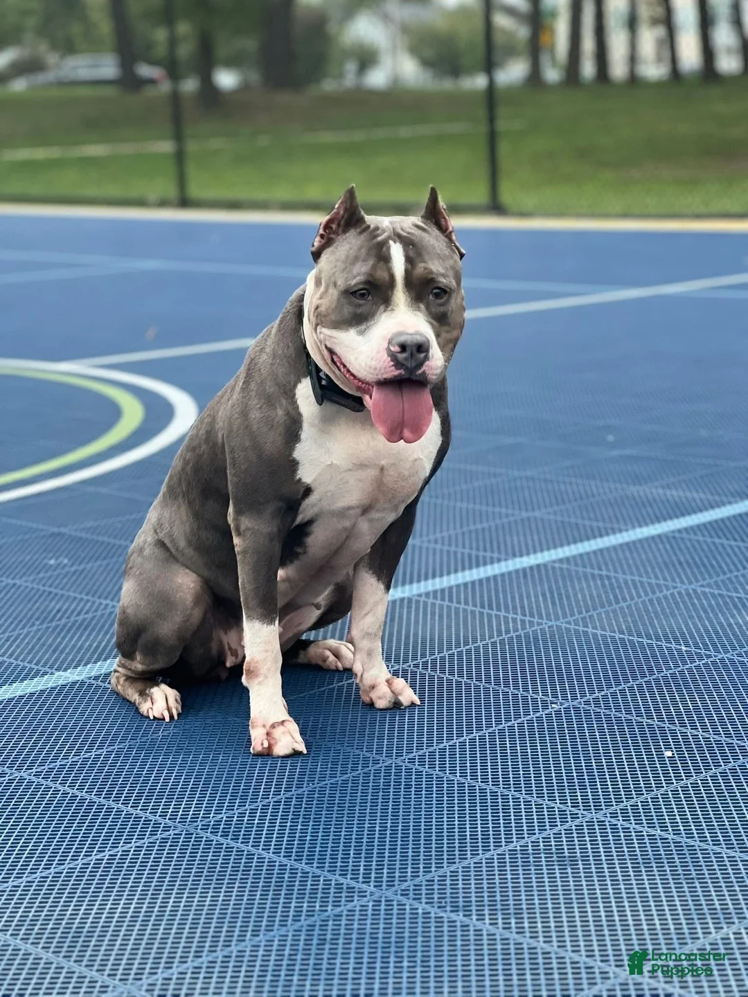 American Bully dogs for sale: Kash  - Ad 2
