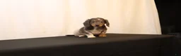Dachshund dogs for sale: Oscar - Ad 6