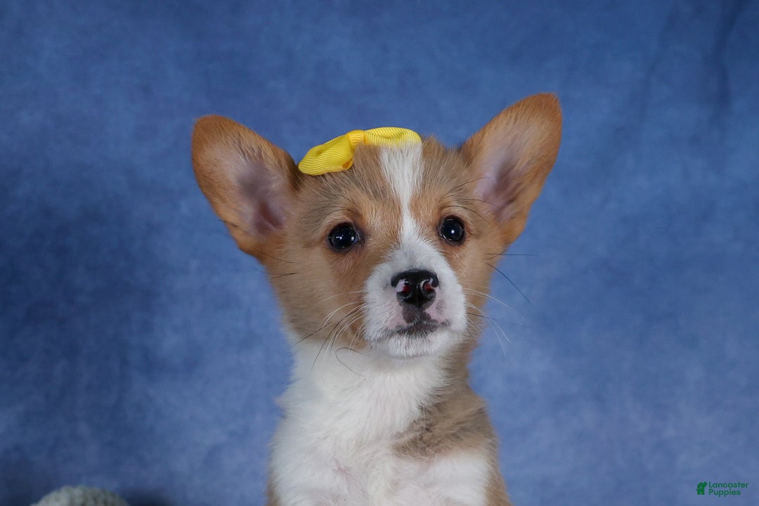 Welsh Corgi Pembroke dogs for sale: Monty - Ad 4