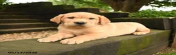 Labrador Retriever dogs for sale: Rusty - Ad 3