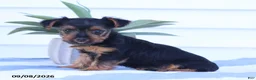 Yorkshire Terrier dogs for sale: Snuggles - Ad 4