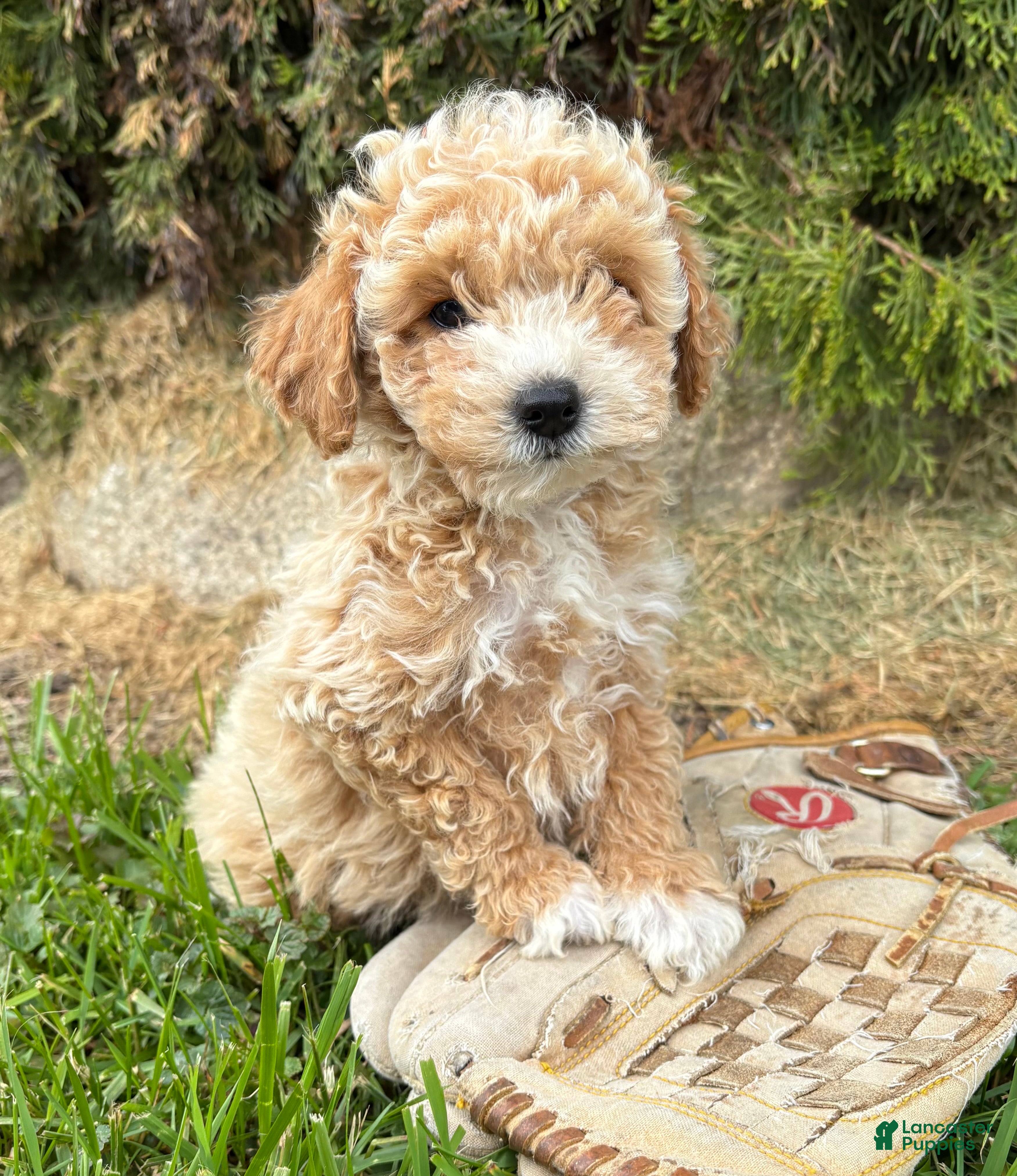 Bichpoo dogs Jetta - Ad 2