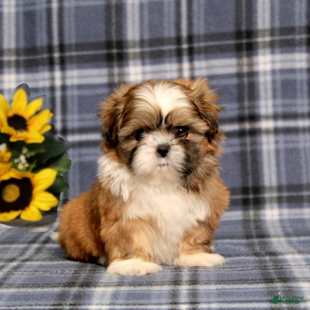 Shih Tzu dogs Becka - Ad 1