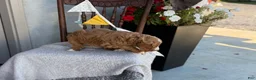 Goldendoodle dogs for sale: Capri - Ad 12