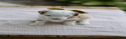 Mini Goldendoodle dogs for sale: March - Ad 13