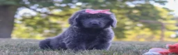 Newfoundland dogs for sale: Barbie - Ad 2