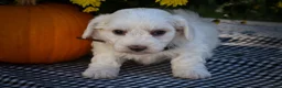 Maltese dogs for sale: Darling🩷 - Ad 10