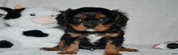 Cavalier King Charles Spaniel dogs for sale: Uzi  - Ad 5