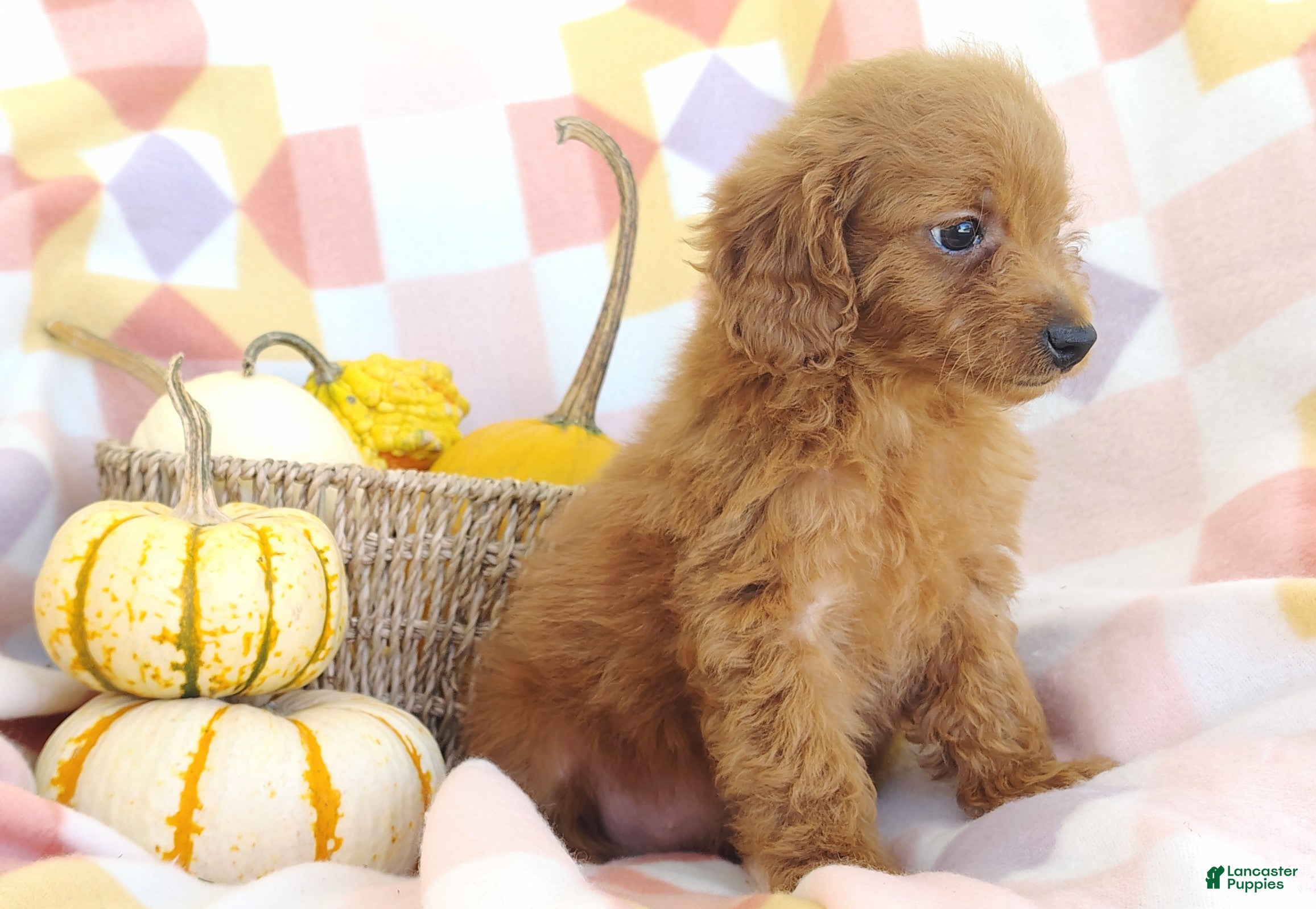 Mixed Breed dogs for sale: Stacy  - Ad 1