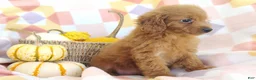 Mixed Breed dogs for sale: Stacy  - Ad 4