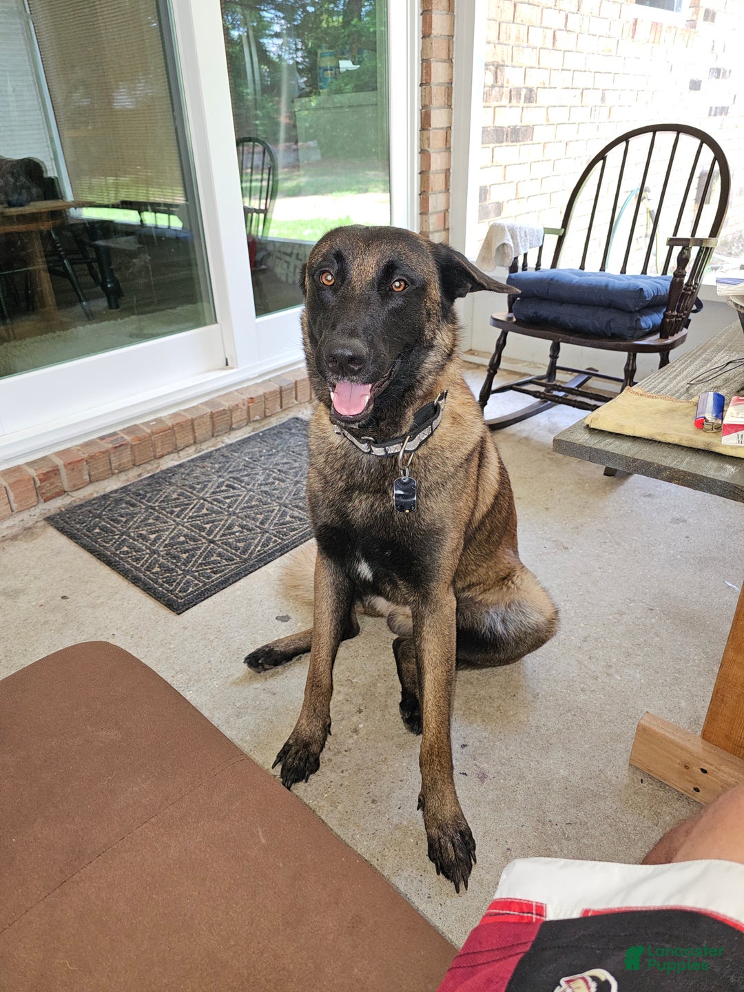 Belgian Malinois dogs for stud: Cairo for stud - Ad 2