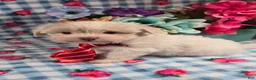 Mixed Breed dogs for sale: Linen - Ad 4