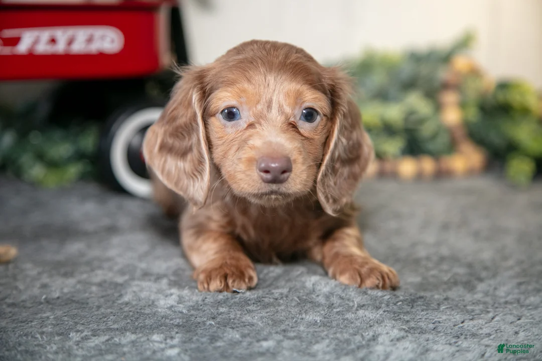 Miniature Dachshund dogs for sale: Alan - Ad 1