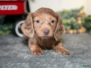 Miniature Dachshund dogs Alan - Ad 9