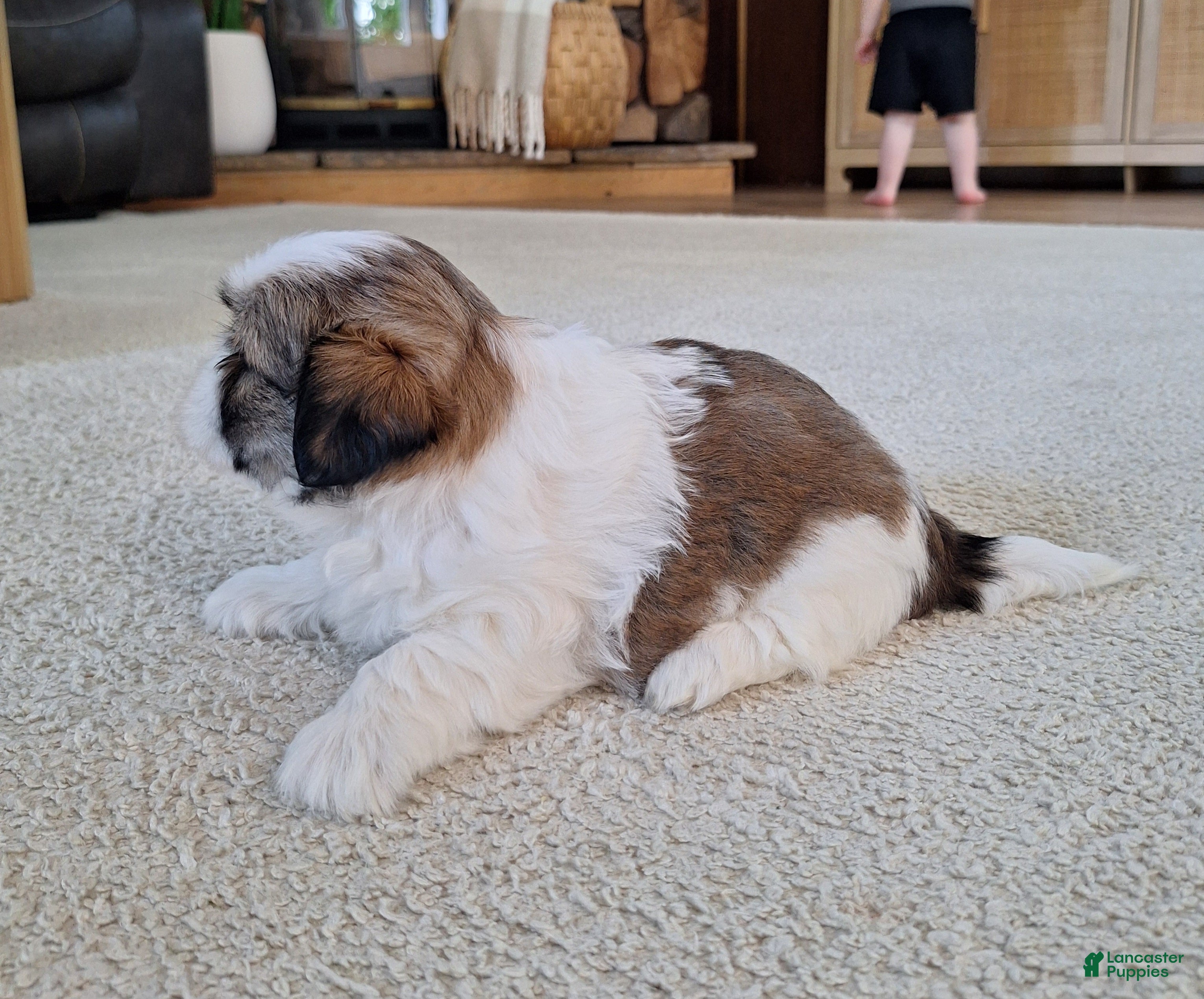 Shih Tzu dogs Lola - Ad 2