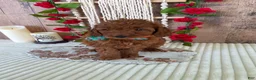 Mini Goldendoodle dogs for sale: Mr. Iris - Ad 4