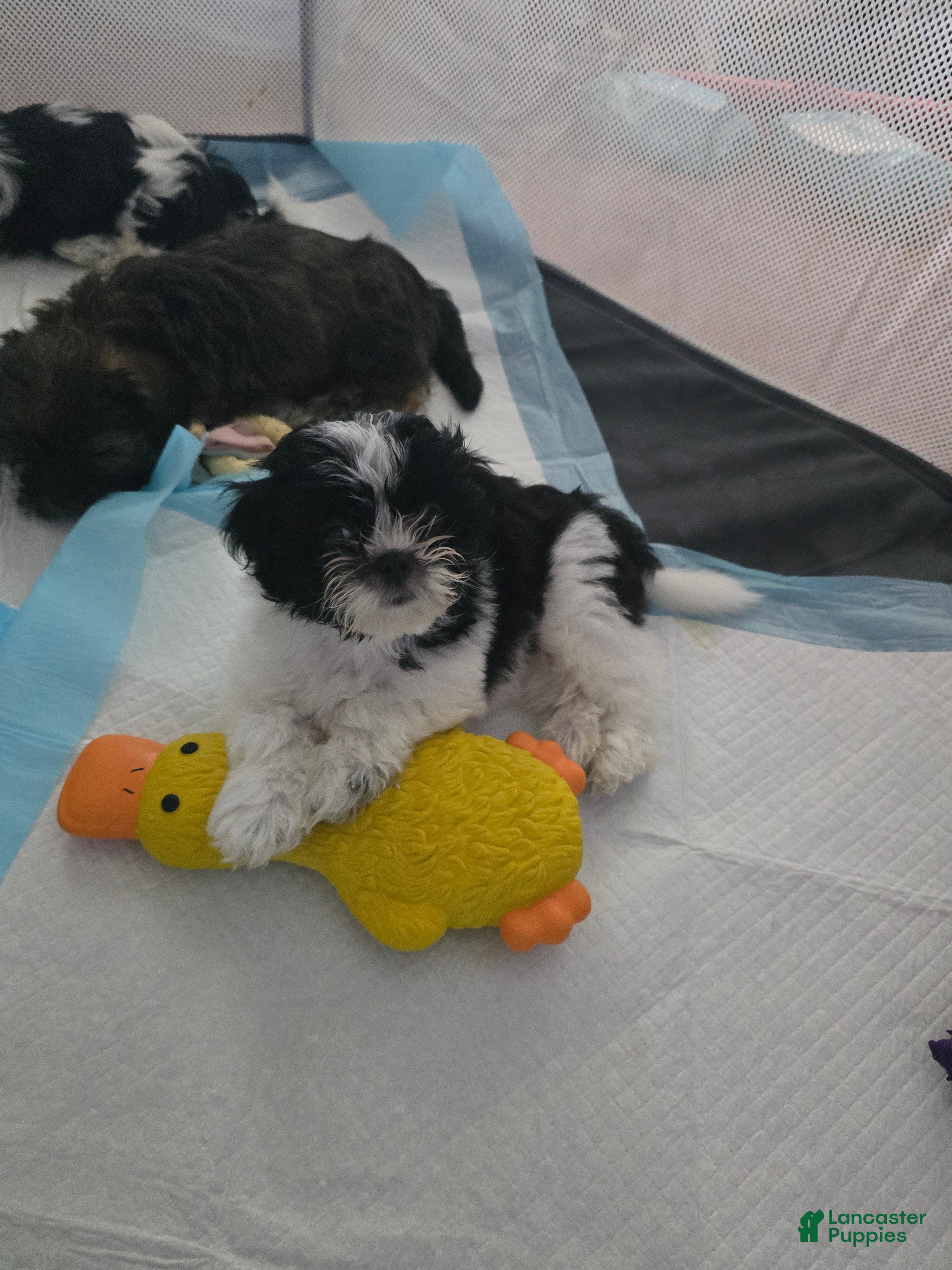Shorkie dogs Shorkie 5 - Ad 41