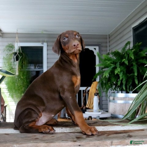 Doberman Pinscher dogs Winnie - Ad 2