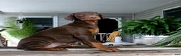 Doberman Pinscher dogs for sale: Winnie - Ad 2