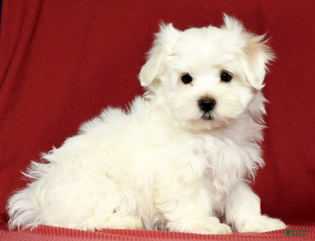 Maltese dogs for sale: Mason - Ad 1